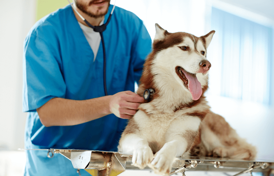 Pet Care Consultation